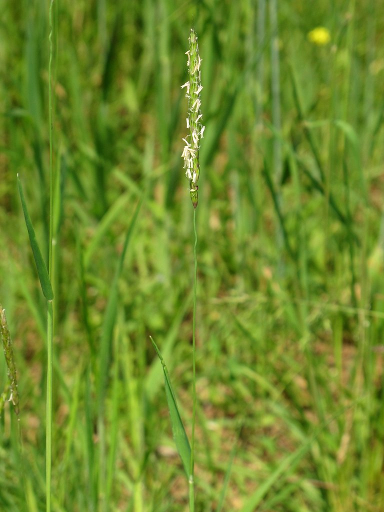 Alopecurus myosuroides